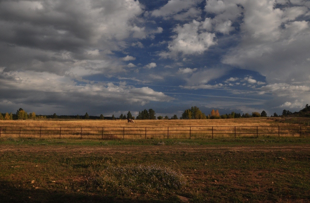 horse's pasture
